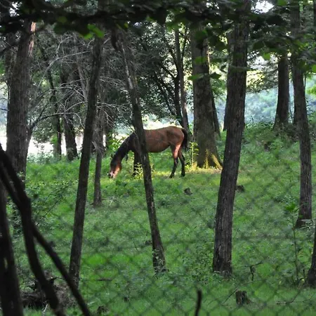 La Casa Rossa Nel Bosco *